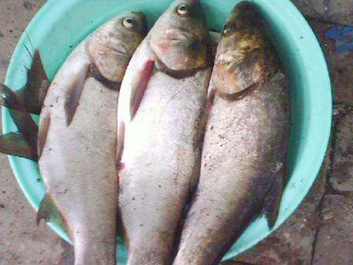 鰱魚(yú)