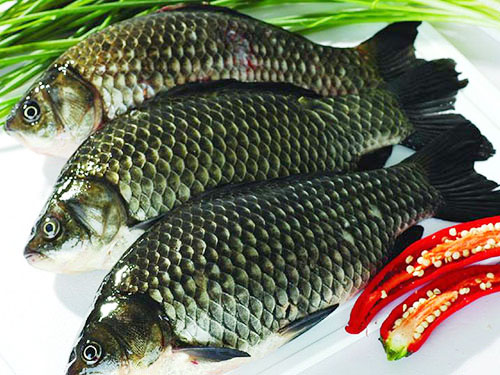 鯽魚(yú)